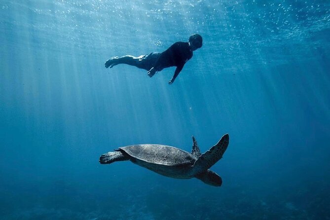 Private Marine Wildlife Adventure with Underwater Photography - Marine life you’re aiming for, and what to watch for