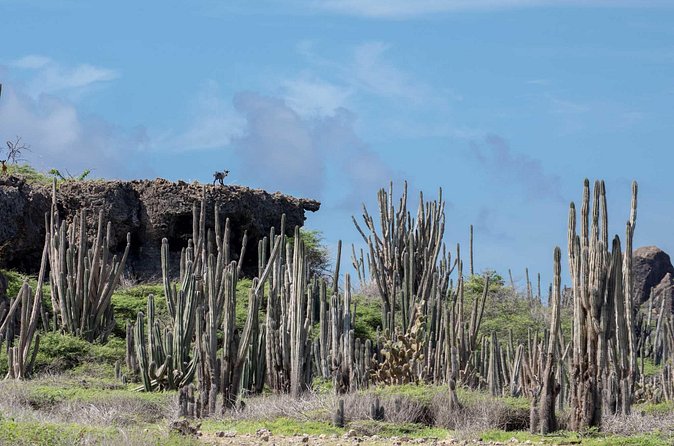 Private Photography Tour - Stop 3: Rincon, lake Goto, Indian Inscriptions, and Boka Onima