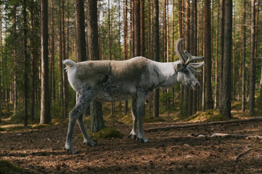 Rovaniemi: Reindeer Farm Visit with Photographer - The 400m Sleigh Ride and Why Snow Conditions Matter