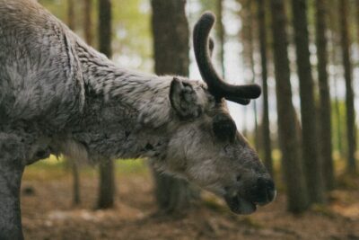 Rovaniemi: Reindeer Farm Visit with Photographer - Hotel Pickup and Van Ride: Getting Out of Town Without Stress