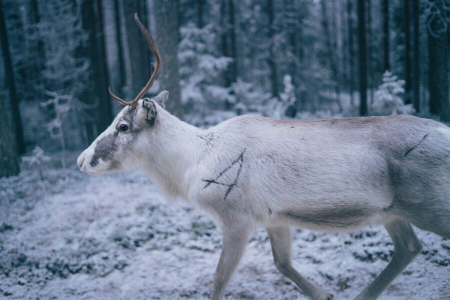 Rovaniemi: Reindeer Farm Visit with Photographer - Professional Photography: How the Photo Session Works (and What You Receive)