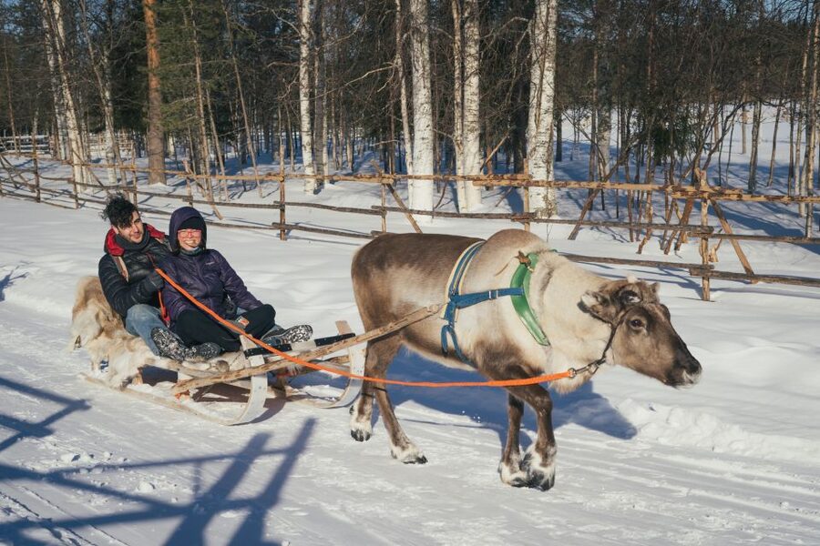 Rovaniemi: Reindeer Farm Visit with Photographer - Who This Tour Fits Best (and Who Should Skip It)