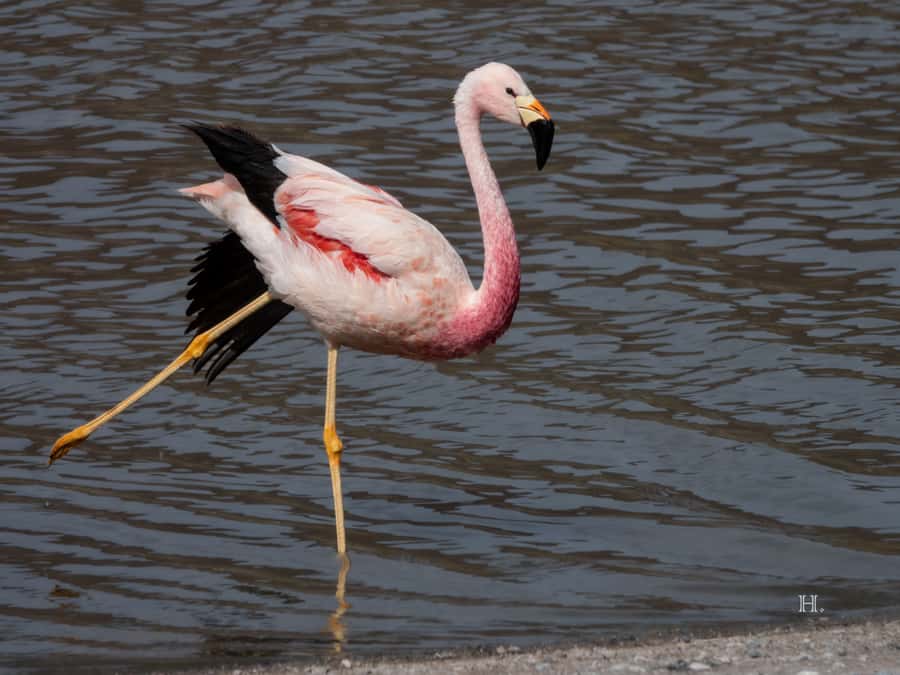 San Pedro de Atacama: Wildlife Safari and Photography Tour - Key things that make this tour worth your time