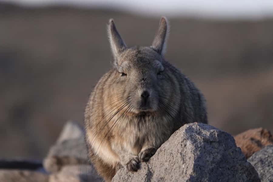 San Pedro de Atacama: Wildlife Safari and Photography Tour - From your hotel to Quirquincho Pass: how the tour starts