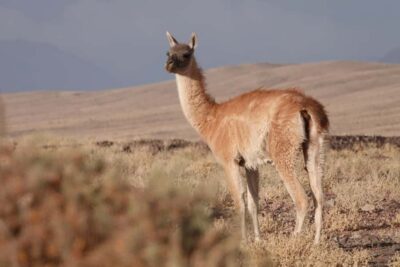 San Pedro de Atacama: Wildlife Safari and Photography Tour - Quirquincho Pass: where guanacos and vizcachas show up close