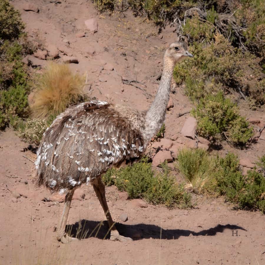 San Pedro de Atacama: Wildlife Safari and Photography Tour - Crossing Machuca Village: a quieter kind of local contact