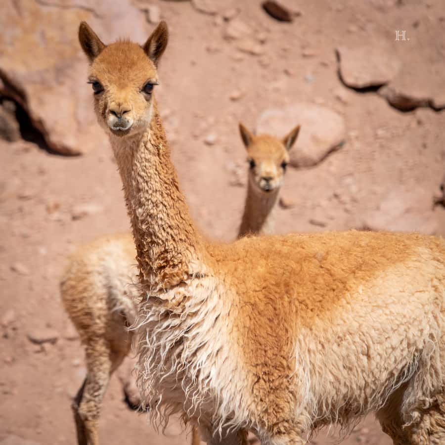 San Pedro de Atacama: Wildlife Safari and Photography Tour - The real value of $145 for four hours