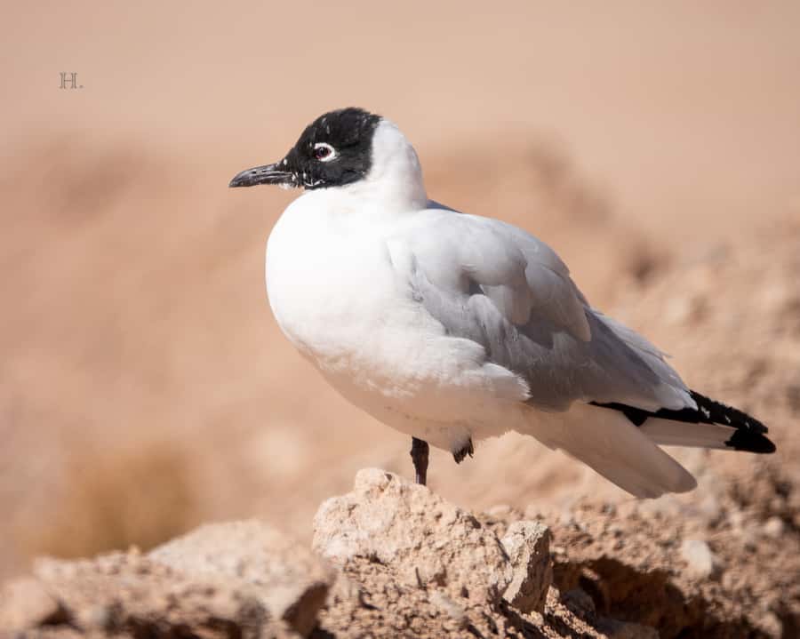 San Pedro de Atacama: Wildlife Safari and Photography Tour - What the tour feels like on the ground