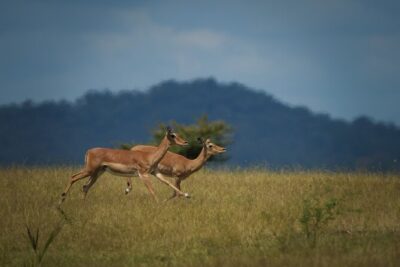 Selous Luxury Day Safari with Photographer - The Morning Start: Mtemere Airstrip To Your First Game Drive
