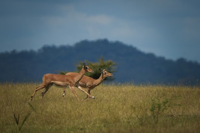 Selous Luxury Day Safari with Photographer - The Morning Start: Mtemere Airstrip To Your First Game Drive