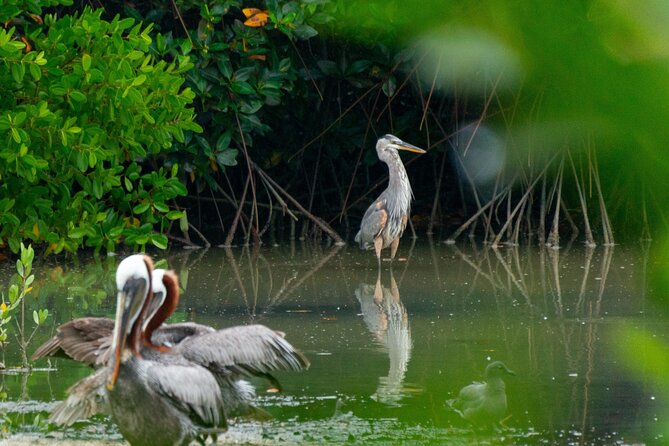 Skadar Lake National Park: Birdwatching & Photography Tour - Binocular time: what you might spot on Lake Skadar