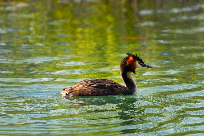 Skadar Lake National Park: Birdwatching & Photography Tour - Food, wine, and the small comforts that keep it pleasant