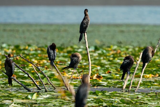 Skadar Lake National Park: Birdwatching & Photography Tour - Who this tour fits best (and who should skip it)