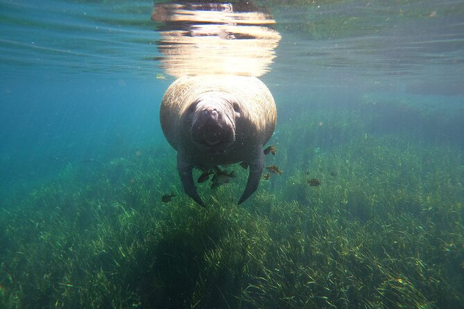 Small Group Manatee Snorkel Tour with In-Water Guide and Photographer - What to Bring (And What You Can Skip)