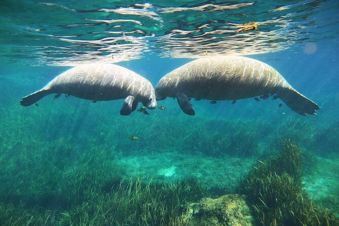 Small Group Manatee Snorkel Tour with In-Water Guide and Photographer - Guides You’ll Hear About: Names That Show Consistency