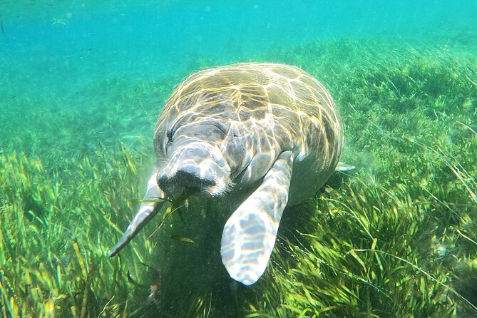 Small Group Manatee Snorkel Tour with In-Water Guide and Photographer - Who This Tour Is Best For