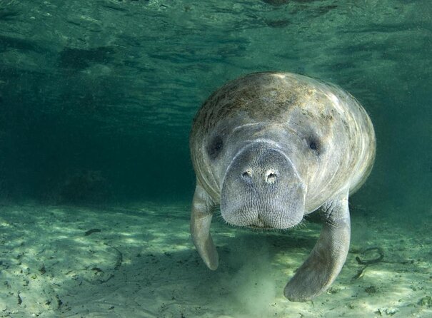 Small group Manatee Tour with In-Water Divemaster/Photographer - Quick takeaways before you go