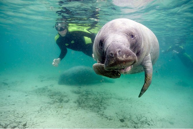 Small group Manatee Tour with In-Water Divemaster/Photographer - Manatees in Kings Bay: the real reason this area works