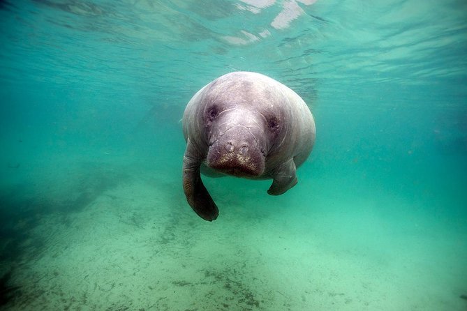 Small group Manatee Tour with In-Water Divemaster/Photographer - Passive observation in real life: how to act when they come close