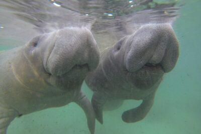 Small group Manatee Tour with In-Water Divemaster/Photographer - Max 6 people on the water: why the group size changes everything