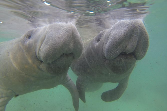 Small group Manatee Tour with In-Water Divemaster/Photographer - Max 6 people on the water: why the group size changes everything