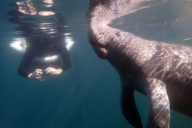 The 'OG' Manatee Snorkel Tour with In-Water Guide/Photographer - Crystal River’s manatees and the rules you follow