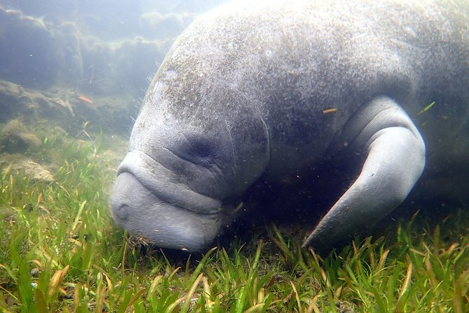 The 'OG' Manatee Snorkel Tour with In-Water Guide/Photographer - Who this tour suits best (and who should think twice)