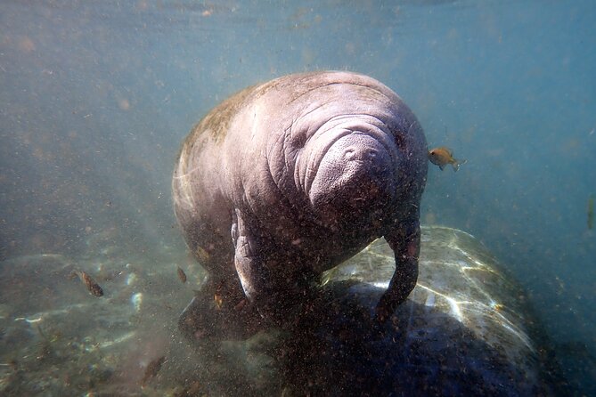 The 'OG' Manatee Snorkel Tour with In-Water Guide/Photographer - Price and value: what $76.07 buys you