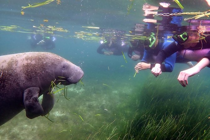 The 'OG' Manatee Snorkel Tour with In-Water Guide/Photographer - The best timing: when you’ll likely spot more manatees