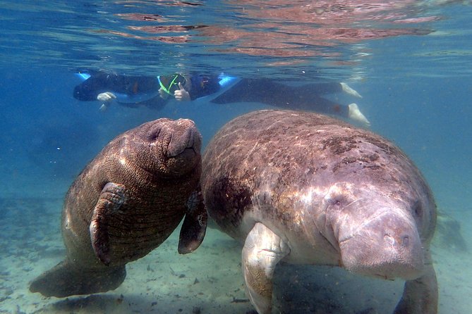 The 'OG' Manatee Snorkel Tour with In-Water Guide/Photographer - Gear check: what’s provided and what to bring