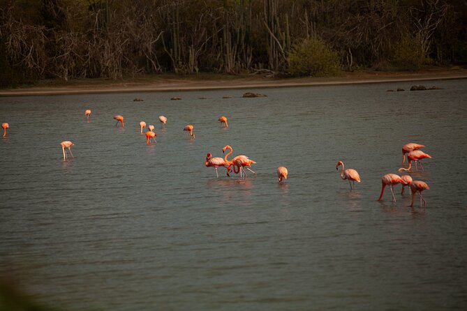 Turtles, Beach and Flamingo in Curacao Private photoshoot Tour - Stop 4: Sint Willibrordus Flamingos at the Salt Flats