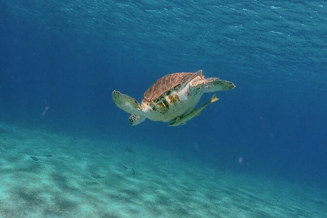 Turtles, Beach and Flamingo in Curacao Private photoshoot Tour - Price and Value: What $210 Per Person Actually Buys