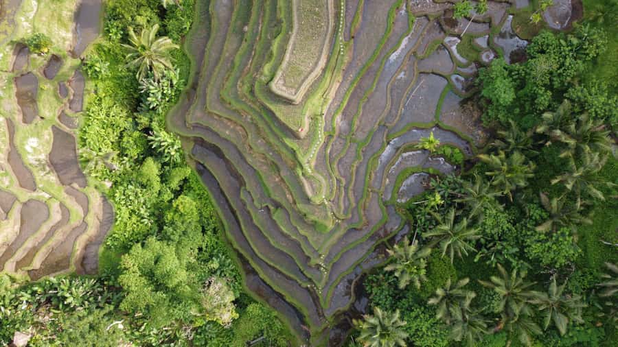 Ubud Private Customized Full-day Tours with Photographer - Pickup timing and how to plan your morning