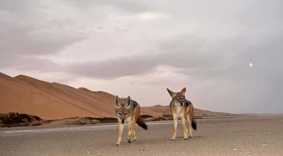 Walvis Bay: Sandwich Harbour Sunset Photography Tour - What to bring (and what not to bring) for this Namibian evening