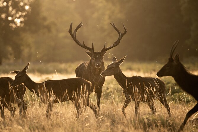 Wildlife Photography Workshop in Richmond Park in London - Why Richmond Park Is a Smart Place to Learn Wildlife Photography