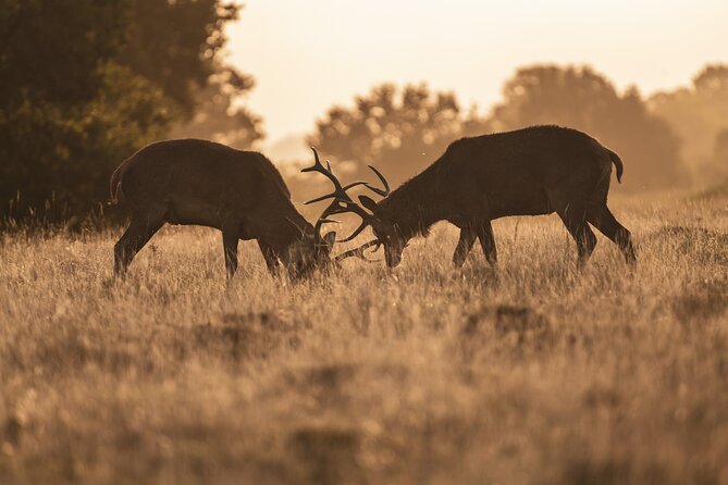 Wildlife Photography Workshop in Richmond Park in London - Composition and the Proactive Eye: What You’re Really Practicing