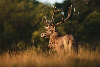 Wildlife Photography Workshop in Richmond Park in London - Stop 1: Richmond Park Field Tutorials in Front of the Deer