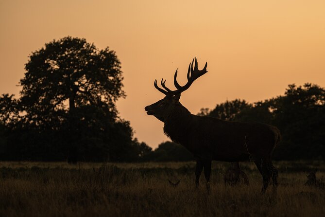 Wildlife Photography Workshop in Richmond Park in London - Best-Lighting Teaching: Why the Evening Workshop Wins