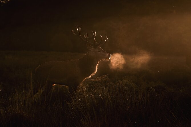 Wildlife Photography Workshop in Richmond Park in London - Birds, Birds-in-Flight Thinking, and Real-World Wildlife Variety