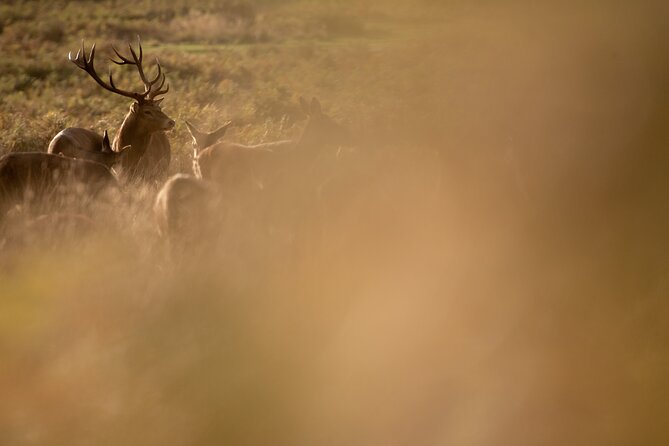 Wildlife Photography Workshop in Richmond Park in London - Group Size, Guide Style, and Getting Value from the Instruction
