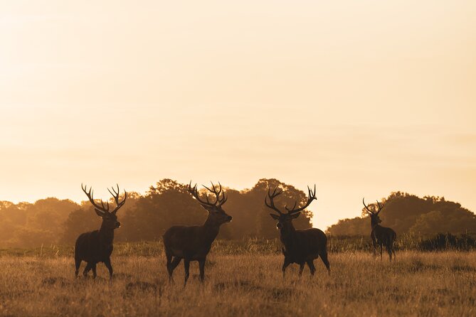Wildlife Photography Workshop in Richmond Park in London - What to Bring (So You Don’t Lose Time)