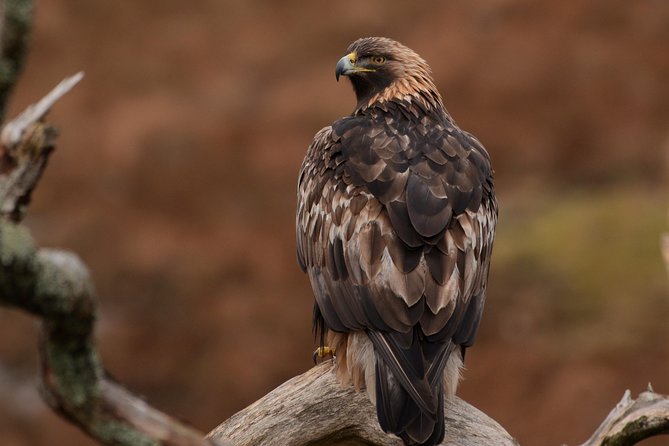 Wildlife Watching Safari by Vehicle & Walks / Photography workshops with a Guide - Why This Feels Like a Field Workshop, Not Just a Drive
