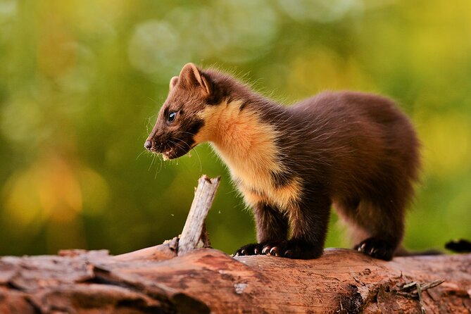 Wildlife Watching Safari by Vehicle & Walks / Photography workshops with a Guide - The Itinerary Stops: Dunscaith Castle, Praban na Linne, and Plockton