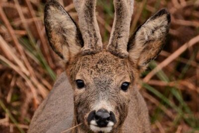 Wildlife Watching Safari by Vehicle & Walks / Photography workshops with a Guide - South Skye Route Planning: Timing, Tides, and Wildlife Welfare