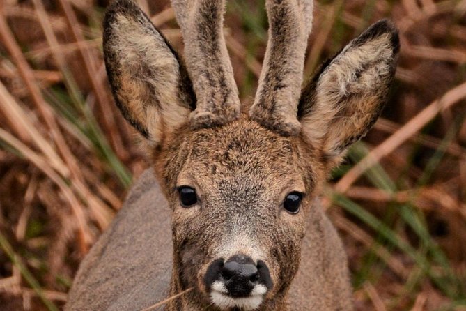 Wildlife Watching Safari by Vehicle & Walks / Photography workshops with a Guide - South Skye Route Planning: Timing, Tides, and Wildlife Welfare